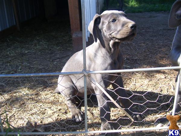 Puppies in Onalaska